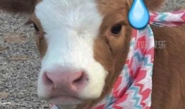 抖音免费吃瓜群,畅享热门资讯，轻松成为吃瓜群众